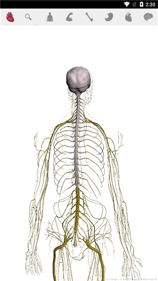 谷歌人体浏览器APP(Body)