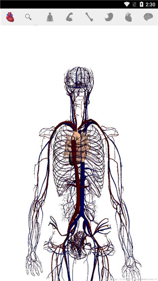 谷歌人体浏览器APP(Body)